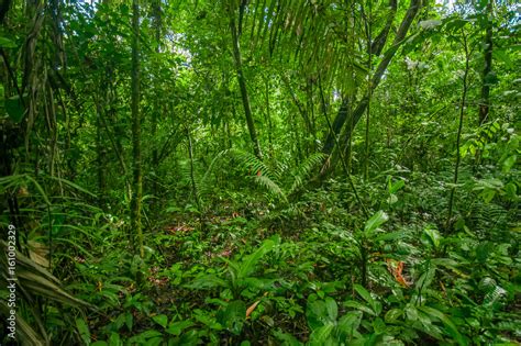 Jungle, south america, during the day - sound effect