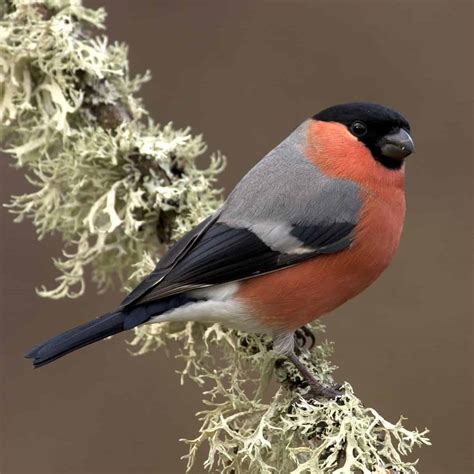 Bullfinch sound effects