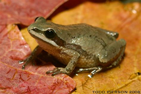 Chorus of striped frogs - sound effect