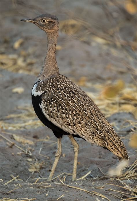 Red-crested korhaan - sound effect