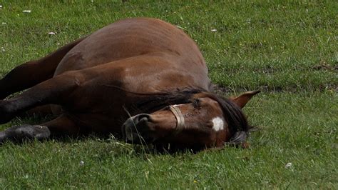 Horse snoring - sound effect