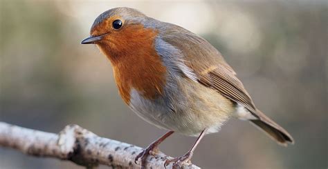 Erithacus rubecula - sound effect