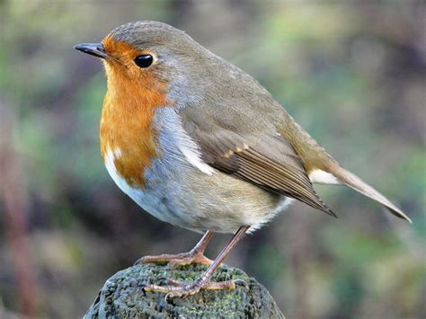 European robin (3) - sound effect