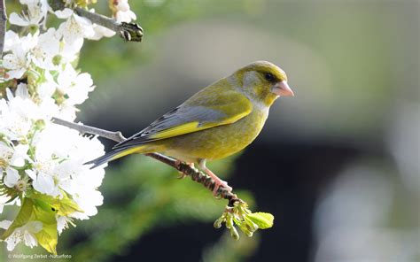 Carduelis chloris - sound effect