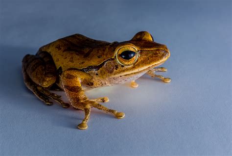 Amphibious frogs - sound effect