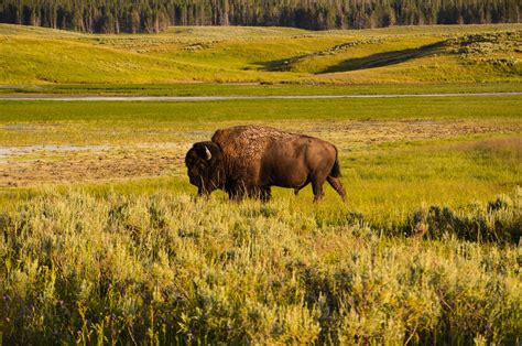 Wildlife, environmental sounds on the plains