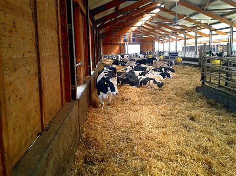 Animals in a stall, barnyard - sound effect