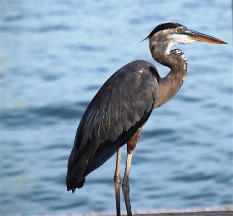 Cranes, herons, kites - sound effect