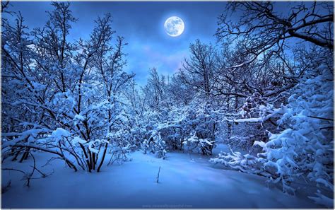 Sound of a winter night: in the distance the voice of an owl