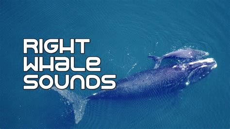 Call of whale is low - sound effect