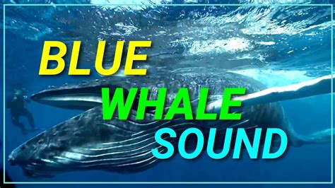 Call of whale is low - sound effect