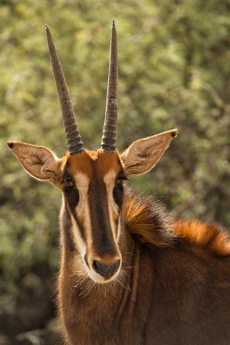 Antelope sound short