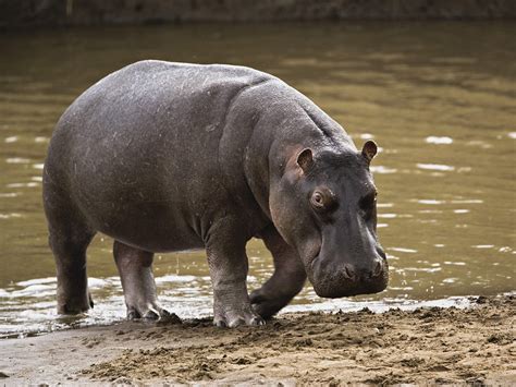 Sound of a hippopotamus, hippopotamus (short)