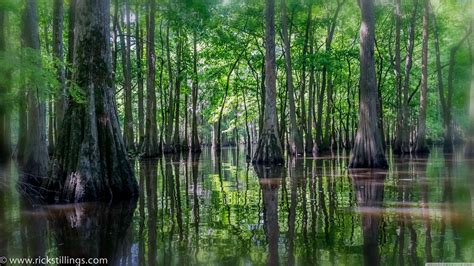 Swamp sound: exotic evening atmosphere