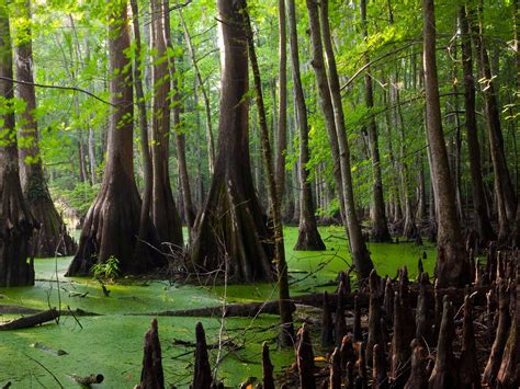 Swamp sound: exotic evening atmosphere