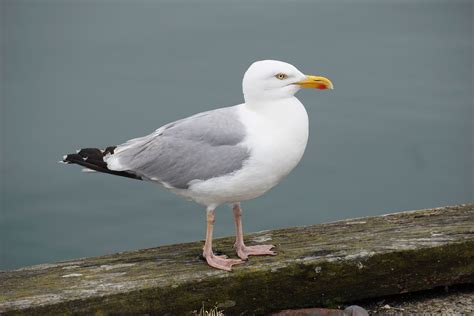 Sound of seagulls