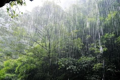 Sound of rain in the forest