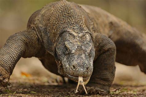 Sound of the komodo dragon