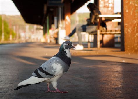 Sound of pigeons at the train station