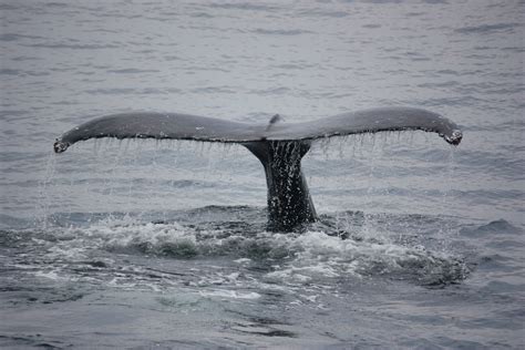 Humpback whale sound (short)