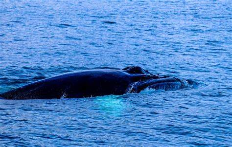 Humpback whale sound (short)