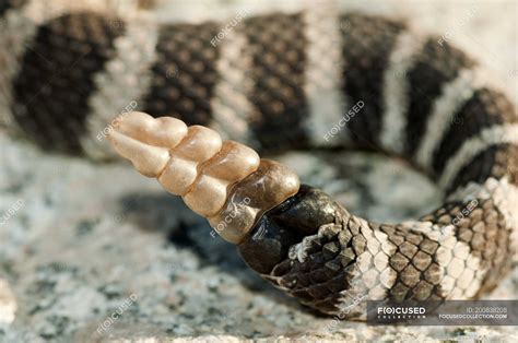 Rattlesnake sound (ratchet on tail)