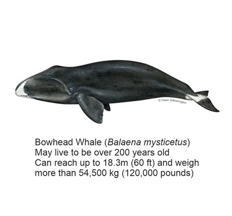 Bowhead whale sound short