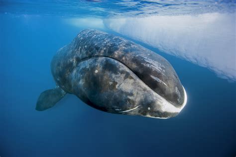 Bowhead whale sound short