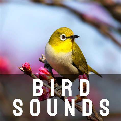 Bird voices sound effects