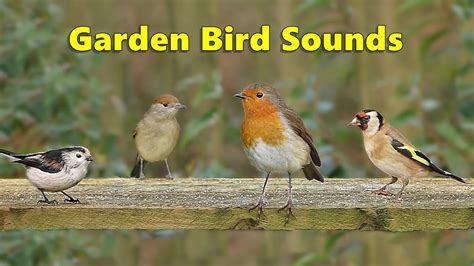 Bird voices sound effects