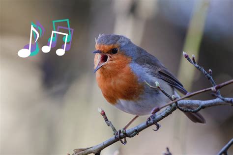 Sound of birds singing