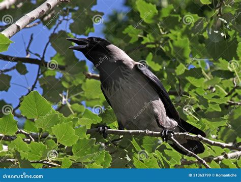 Sound of a crow croaking