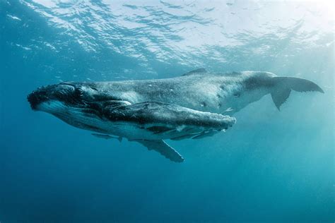 Sound of whales underwater (echo)