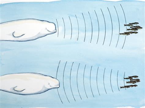 Sound of whales underwater (echo)