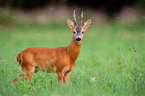 Roe deer sound