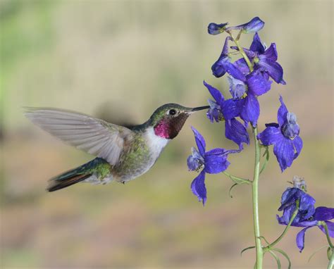 Hummingbird sound effects