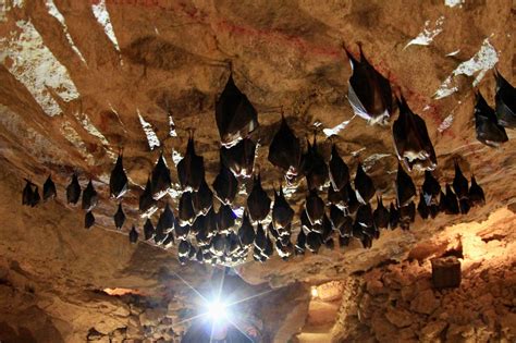 Sound of bats in the cave
