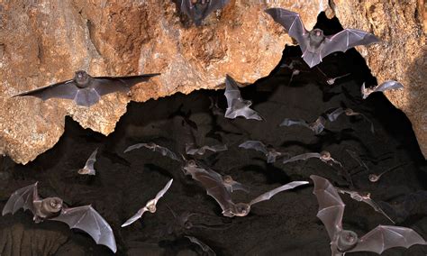 Sound of bats in the cave