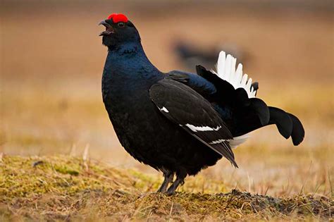 Black grouse sound effects