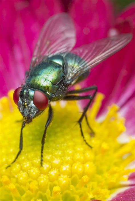 Sound of an insect flying