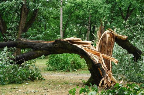 Sound of a falling tree