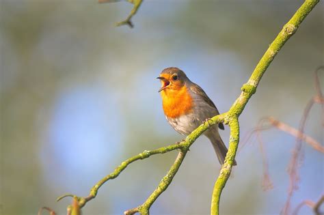 Sound of birds singing in the early morning (dawn)