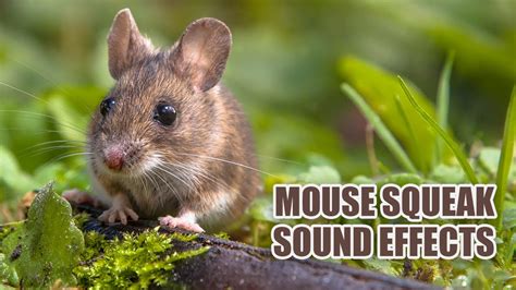 Sound of mice squeaking, mice squeaking