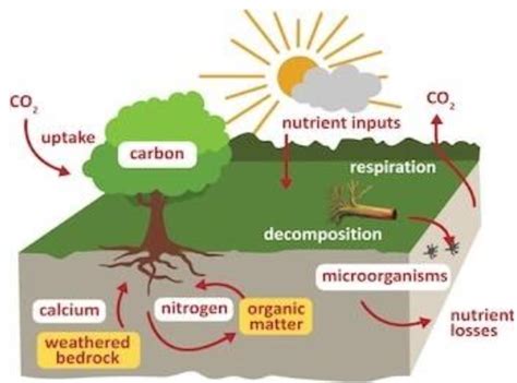 Sound of decay or decomposition of a living organism