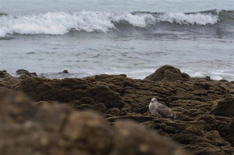 Sound of crashing waves, seagulls in the background