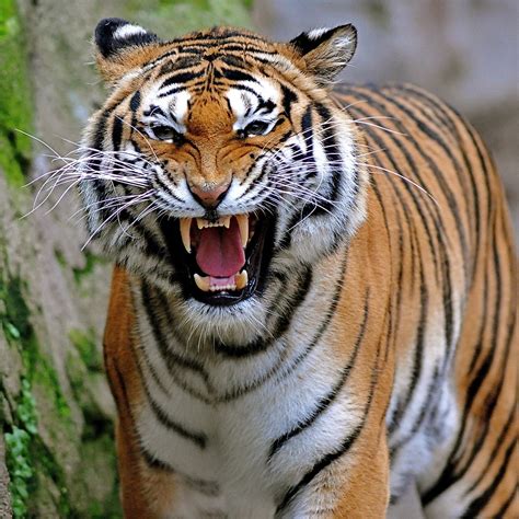 Sound of a bengal tiger growling