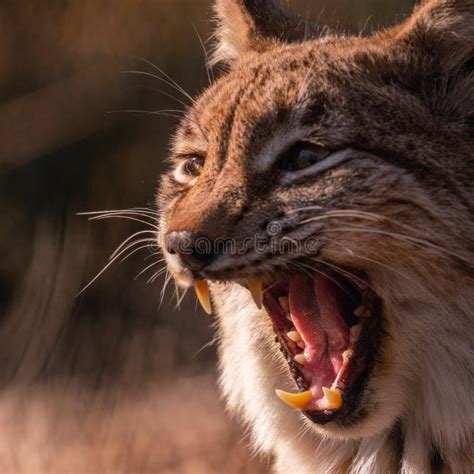 Bobcat growl sound