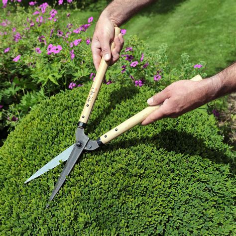 Sound of garden shears: cutting shrubs