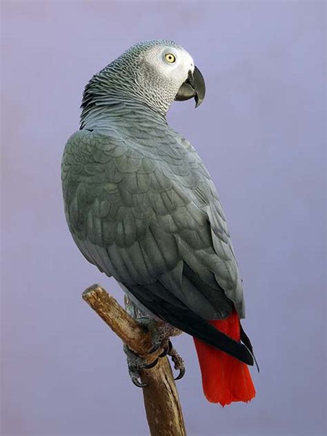 Sound of a gray african parrot is short