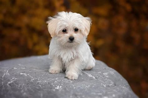 Puppy sound (young dog)
